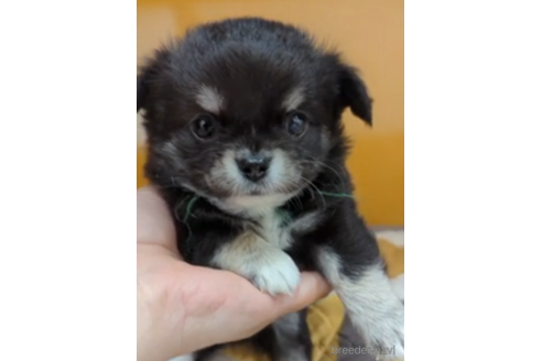 成約済の福岡県のチワワ(ロングコート)-247607の2枚目